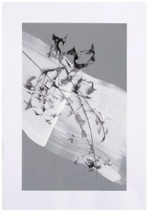 Just wild plants (1:1) cm. 40x25, ink and pigments on paper, 2014